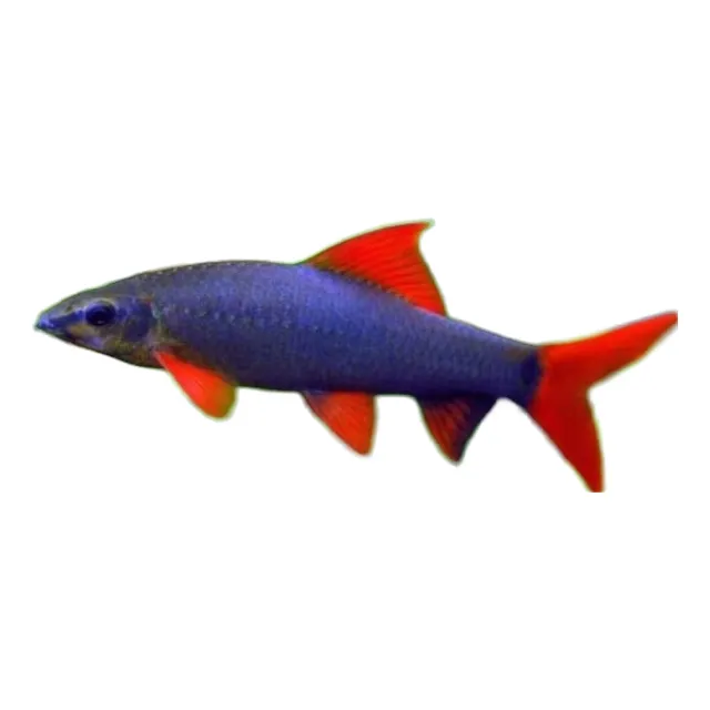 Labeo Bicolor  Pez Color S Argentina