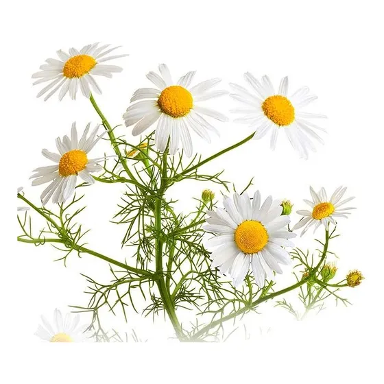 10 Stevia Menta Valeriana Curry Citronela Manzanilla Melisa