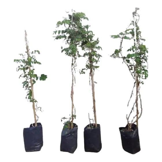 Plantas Campsis Radicans Vta Minorista