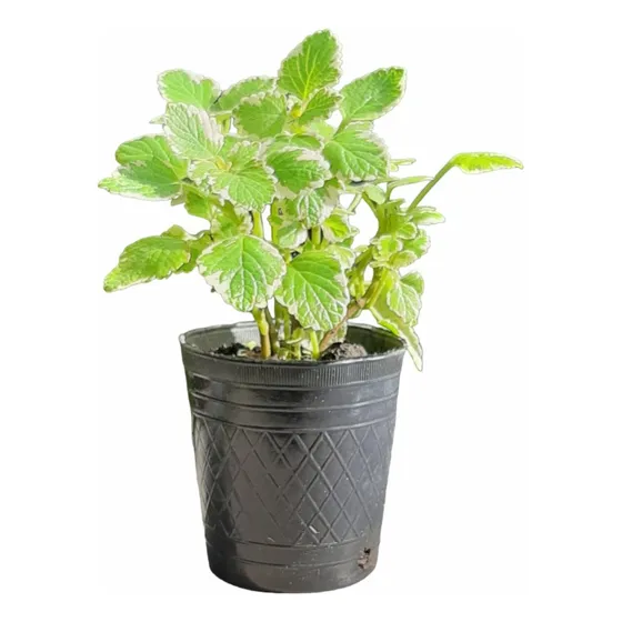 Incienso Planta Aromática Raíces Arco Iris Moron Caba