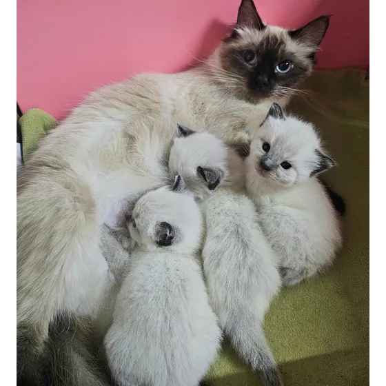 Gato Siamés Pelo Largo