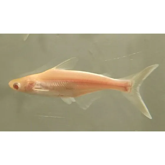 Pangassius Albino - 10/12cm - Peixe  Ornam - Frete Grátis