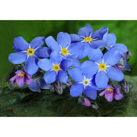 100 Semillas De Flor No Me Olvides + Instructivo 