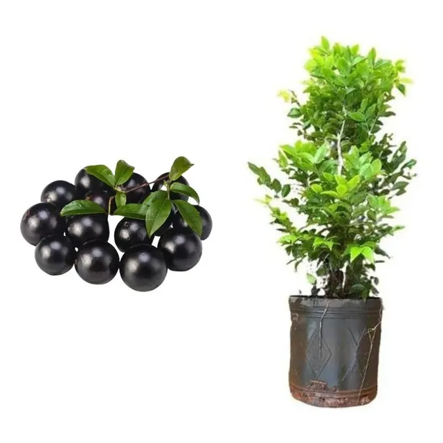 Muda De Jabuticaba Hibrida Já Produzindo Com 1 Metro