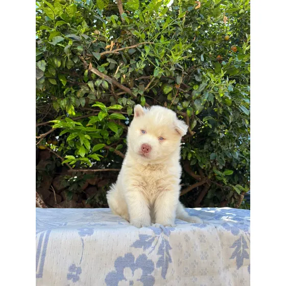 Filhote De Husky Siberiano- Macho Disponível - Whooly