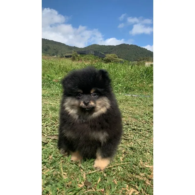 Perros Pomerania Mini Toy Cara De Oso Lulú Ruso Cachorros 