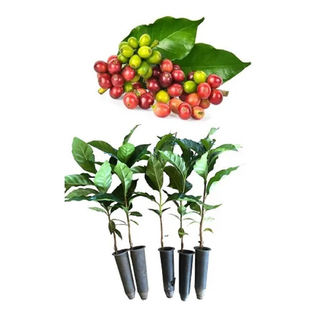Kit -150 Mudas De Café Conilon - Prontas Para O Plantio
