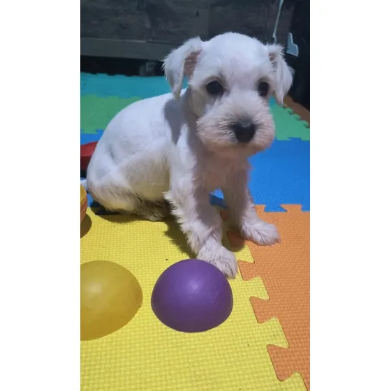Schnauzer Machinho Branco