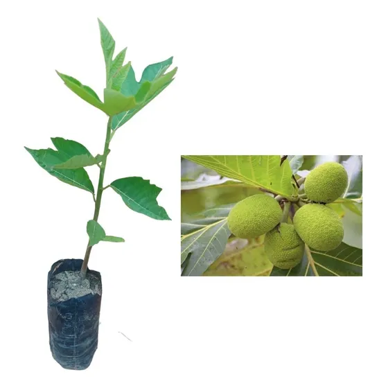 Muda De Fruta Pão - Frutífera Exótica Com 0,40 Cm A 0,60 Cm