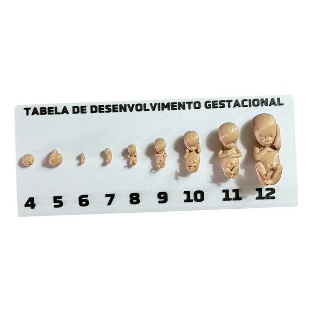 Tabela Gestacional Fetos Em 3d Plástico Cor Natural Com Base