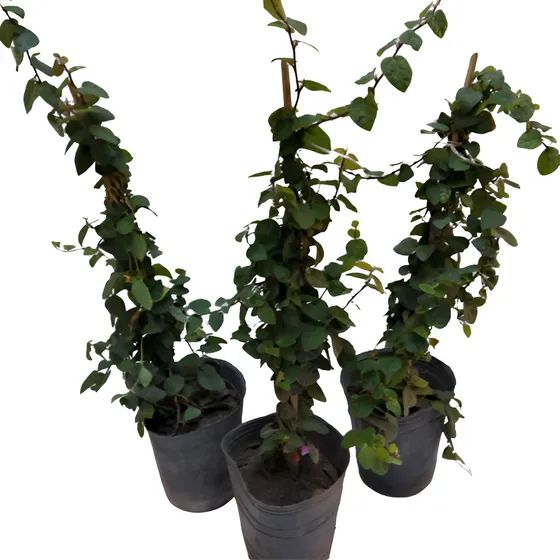 Enamorada Del Muro 6 Plantas - Entrega Gratis Amba