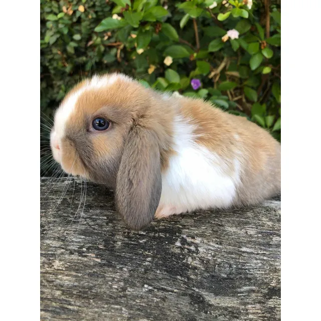 Conejo Holland Lop 