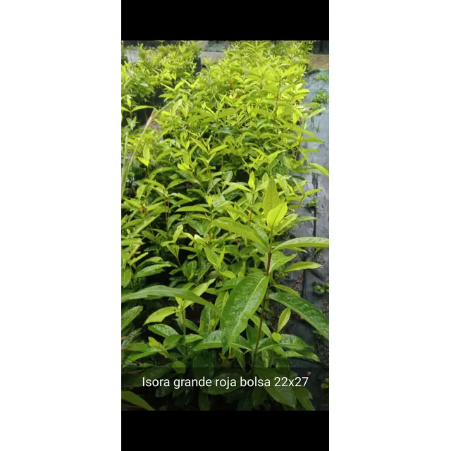 Plantas De Isora En Bolsa 22x27