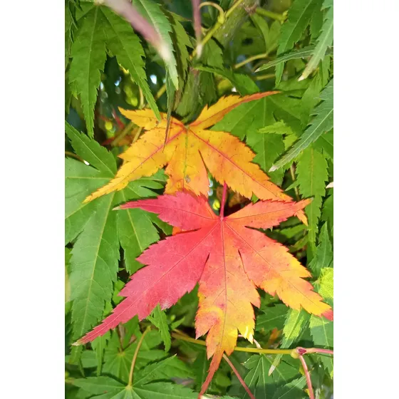 Arce Japonés Palmatum