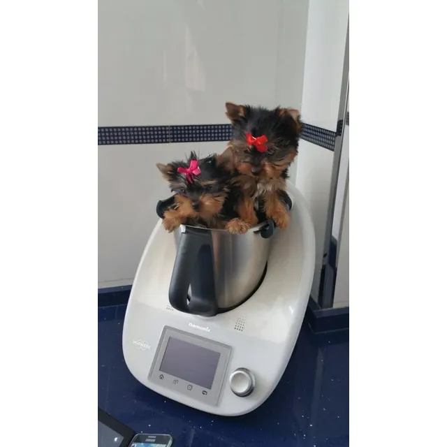 Auténticos Cachorros Yorkshire Terrier, Calidad A-1