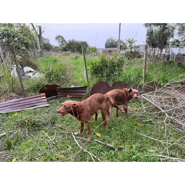 Kelpie Australiano