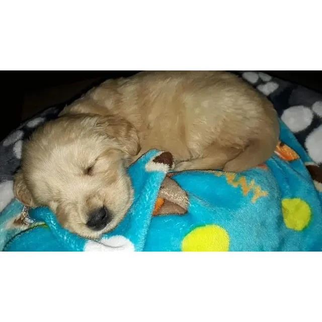 Hermosos Cachorros Golden Retriever