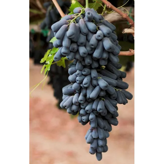Uva Dedo De Bruja Negro Rapido Crecimiento 