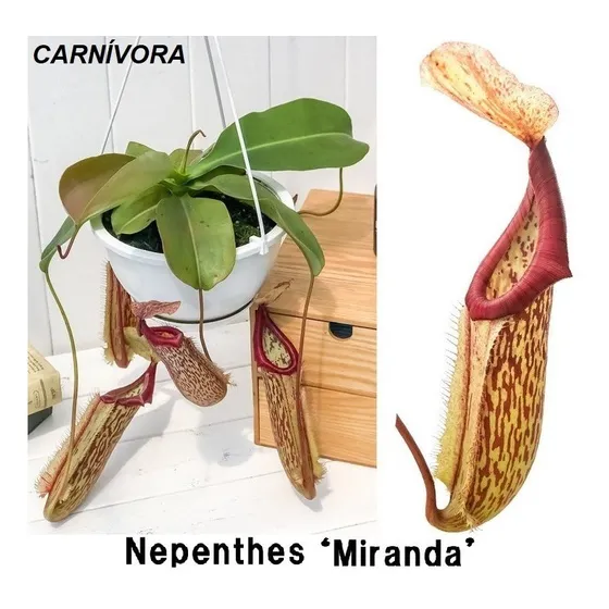 Planta Carnívora Nephentes Miranda Insectívora Autentica