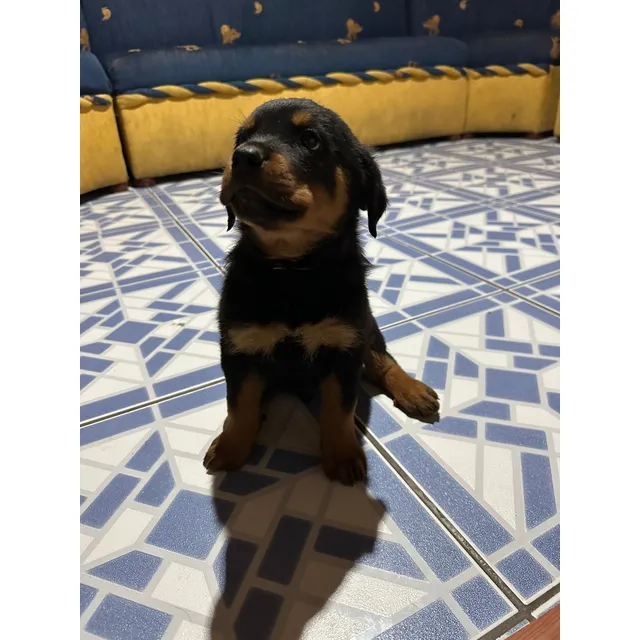 Hermosos Cachorritos Rottweiler