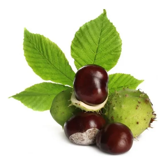 20 Semillas De Castaña-no Comestibles ,, Para Plantar