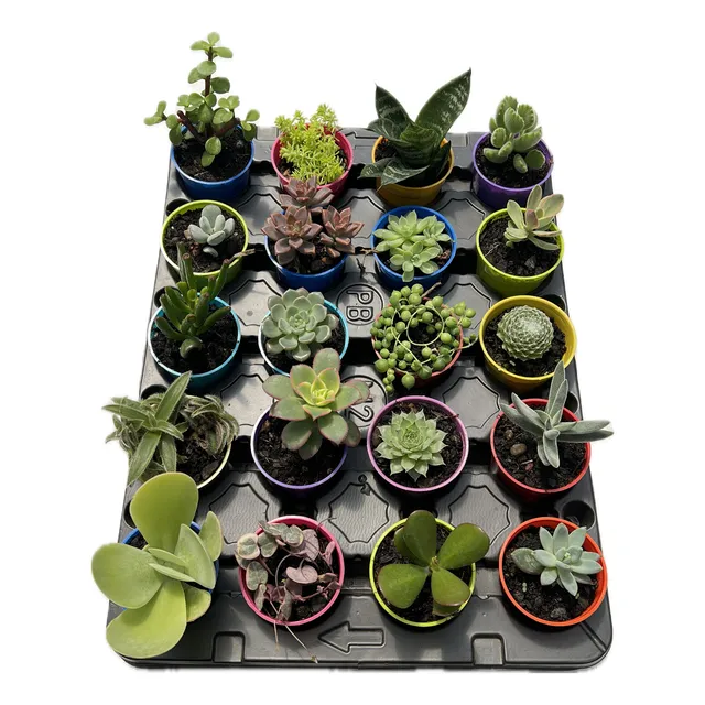 Set X 50 Cactus Y/o Suculentas En Maceta 6