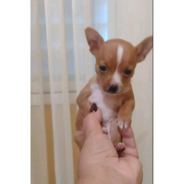 Mini Pincher
