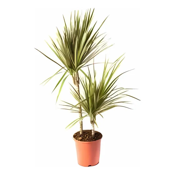 Dracena Verde Dracena Marginata Árbol Ornamental