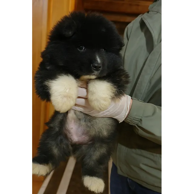 Bella Akita Americano Long Coat Gris Oscuro