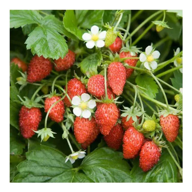 Sementes De Morango Ornamental Blueline Topseed