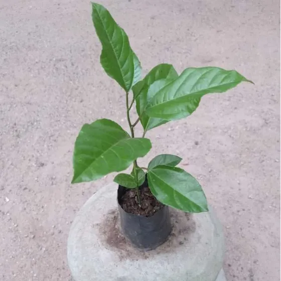 Plantas De Parchita Roja