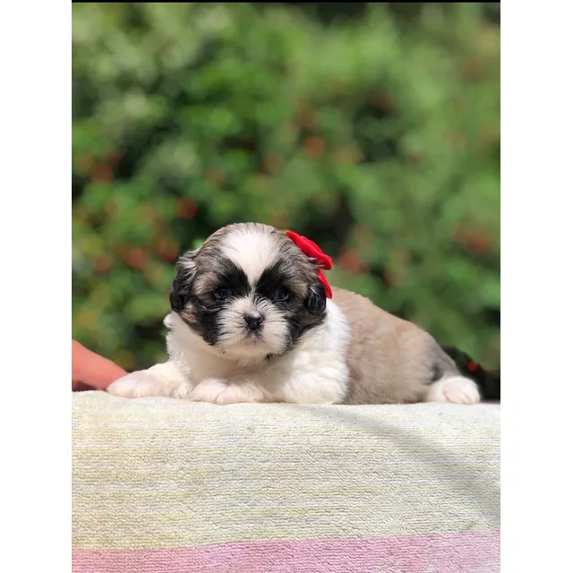 Cachorros Shihtzu 