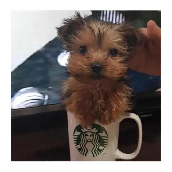 Yorkshire Terrier Macho Mini