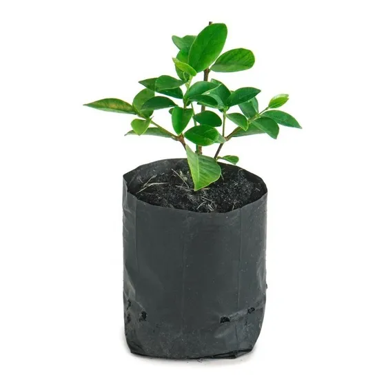 Bolsa Plástica Para Almácigo Y Plantas De 20x20 100unidades