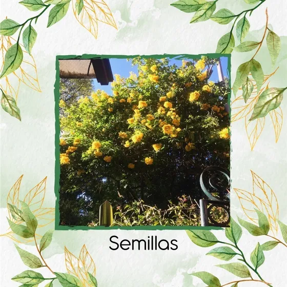 200 Semillas De Árbol Alcaparro Enano