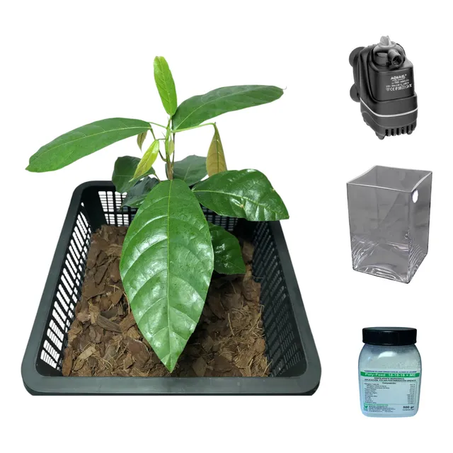Bonsái De Cacao Hidropónico (ideal Para Interior)