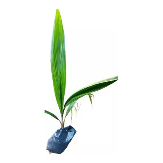 Planta Rara Palmera Datilera Arabe La Fruta +dulce Del Mundo
