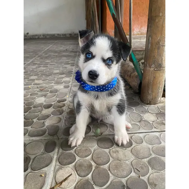 Pomsky Cachorros Lobo Siberiano Miniatura