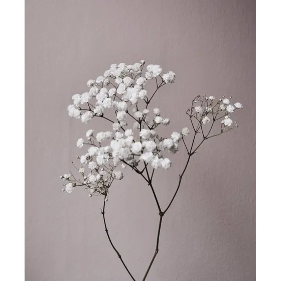 Flores Por Mayor, Ilusión