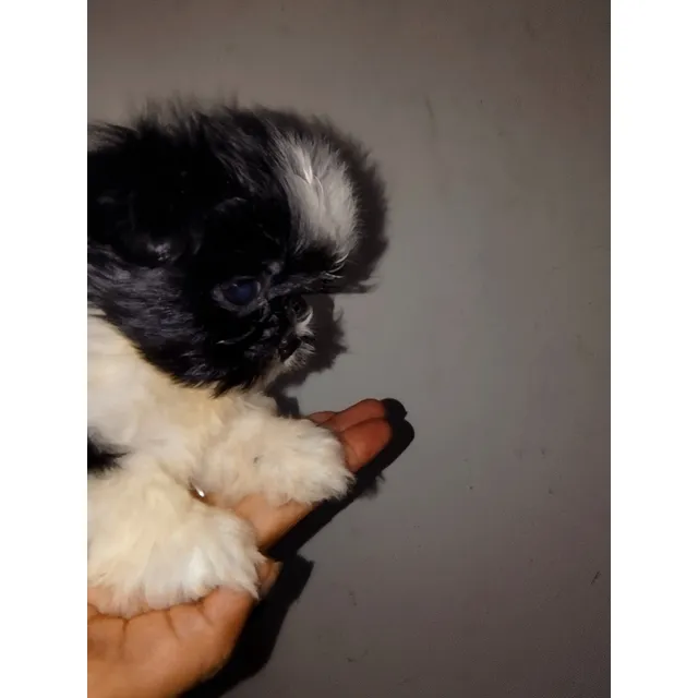 Shitzu Shih Tzu