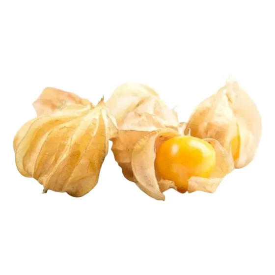 Plantin De Uchuva (physalis Peruviana)