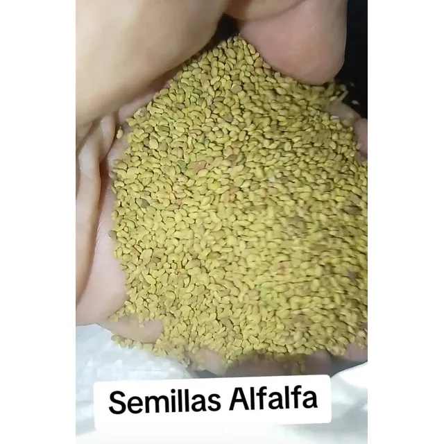 Semilla Alfalfa