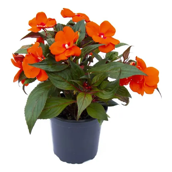 Flor Alegría Nueva Guinea - Envíos