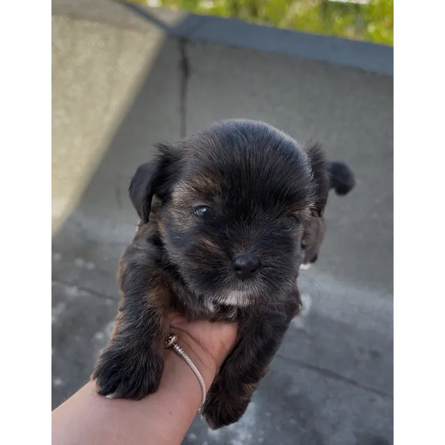 Shihpoo Hembra En Venta - Perro De Raza Pequeña.
