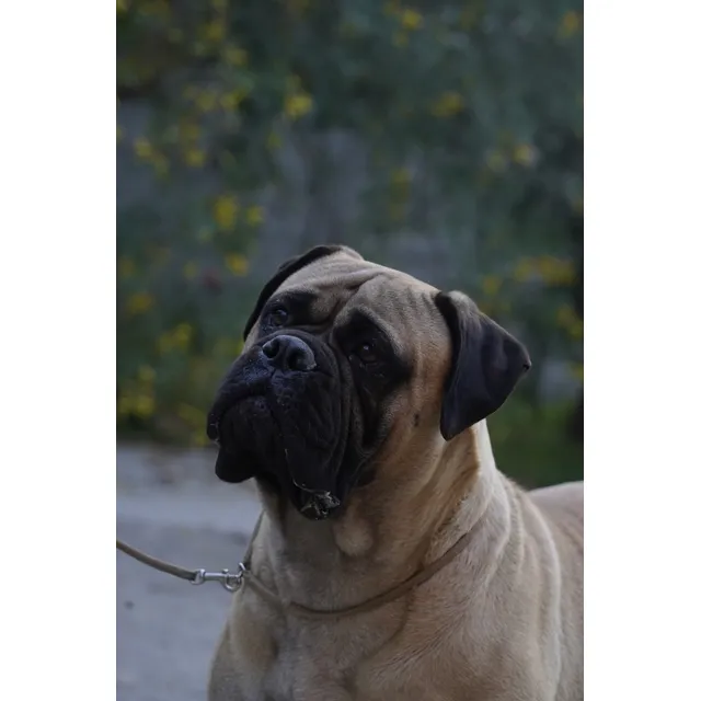 Bullmastiff 