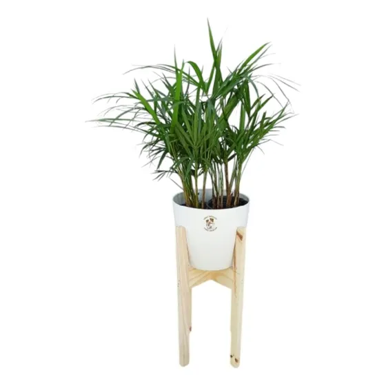 Palmito + Maceta Premium + Pie Nórdico / Plantas De Interior