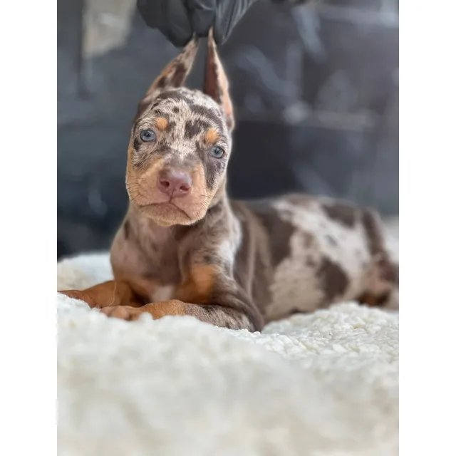 Doberman Exóticos Merle Con Gen Albino Opcion Akc Con Chip Choco Merle