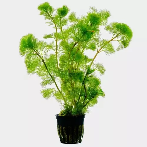 Planta Acuatica Cabomba Caroliniana Para Acuario Y Estanques