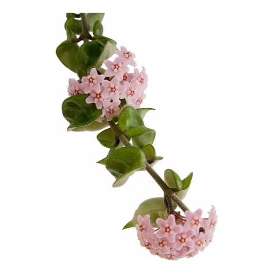 Flor De Nácar, Flor De Cera ! Hoya Carnosa