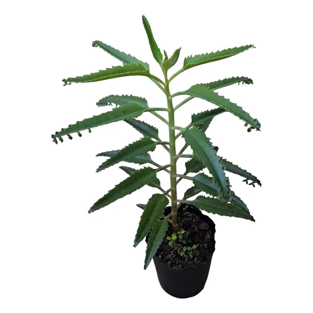 Planta Medicinal Kalanchoe Aranto
